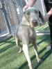 SLO Shelter dog 003